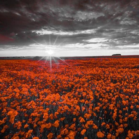 Meet your Posher, Michelle - Picture 1 of 1